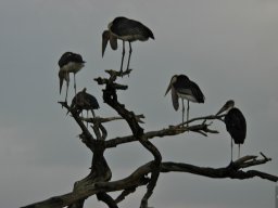 Western_Corridor_(Kirawira)2003-078